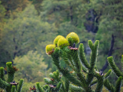 Araucaria araucana