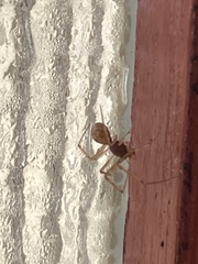 Cheiracanthium mildei