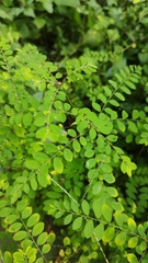 Phyllanthus tenellus