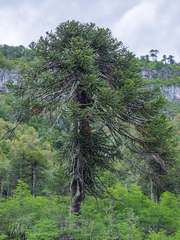 Araucaria araucana