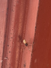 Cheiracanthium mildei