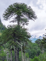 Araucaria araucana