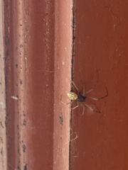 Cheiracanthium mildei