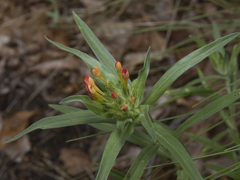 Collomia biflora