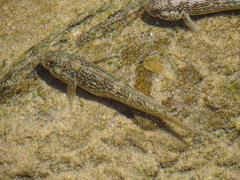 Caffrogobius nudiceps
