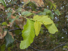 Nothofagus obliqua