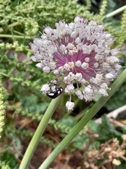 Mausoleopsis amabilis