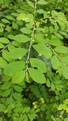 Phyllanthus tenellus