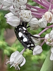 Mausoleopsis amabilis