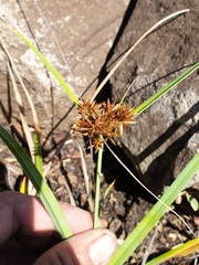 Cyperus planifolius