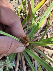 Cyperus planifolius
