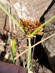 Cyperus planifolius