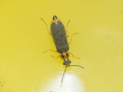 Hylodanacaea binotata