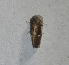 Elusa