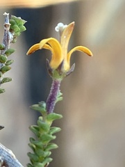 Wahlenbergia neorigida