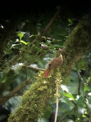 Anabacerthia variegaticeps