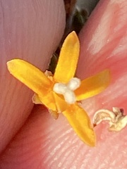 Wahlenbergia neorigida