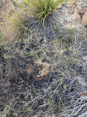 Wahlenbergia neorigida