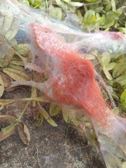 Tetranychus lintearius