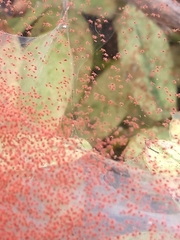 Tetranychus lintearius