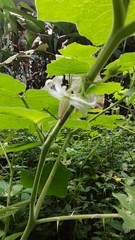Solanum viarum