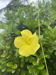 Pentalinon luteum