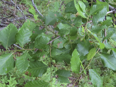 Nothofagus obliqua