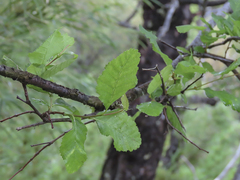 Nothofagus obliqua