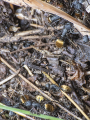 Camponotus chilensis