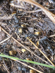 Camponotus chilensis