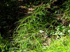 Peucedanum officinale