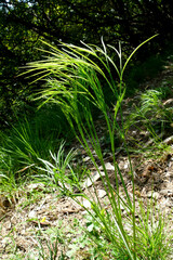 Peucedanum officinale