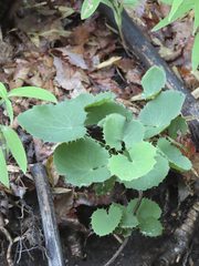Berberis rotundifolia