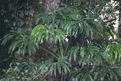 Thaumatophyllum spruceanum