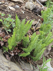 Polystichum plicatum