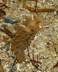 Spurilla neapolitana