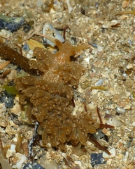 Spurilla neapolitana