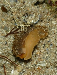 Spurilla neapolitana