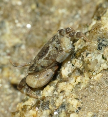 Xantho hydrophilus