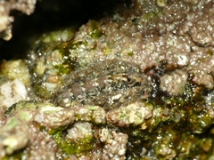 Acanthochitona crinita