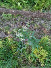 Doellingeria umbellata