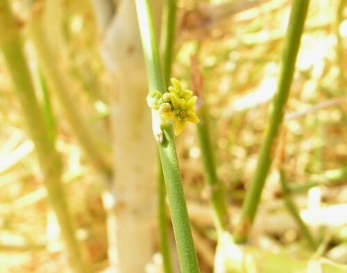 Leptadenia pyrotechnica image