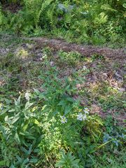 Doellingeria umbellata