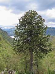 Araucaria araucana