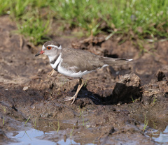 Charadrius tricollaris