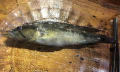 Crenicichla