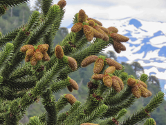 Araucaria araucana