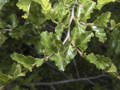 Nothofagus antarctica