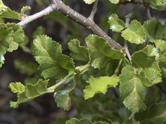 Nothofagus antarctica