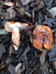 Tricholoma ustaloides